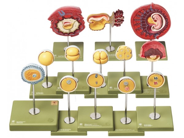 Ontwikkeling van de Menselijke Embryo Modellen Set (13-delig)