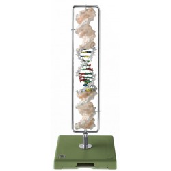 Somso DNA Model