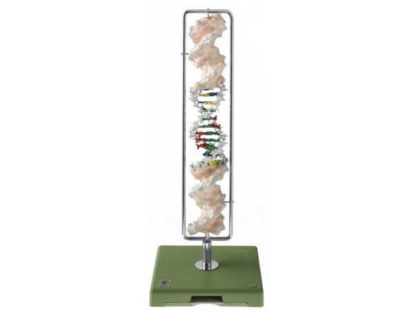 Somso DNA Model
