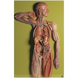 Anatomisch Model Lymfestelsel