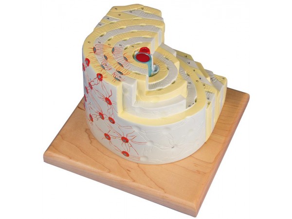 Botstructuur Model