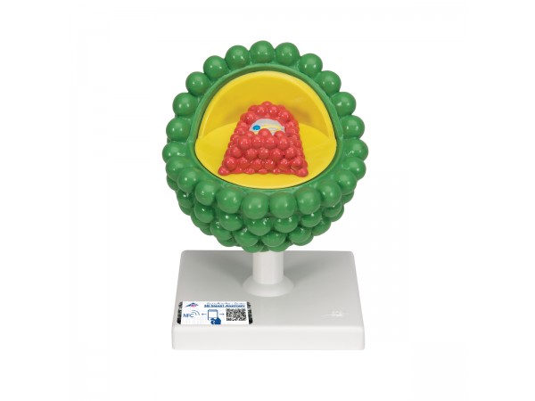 HIV Model