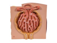 Micro-Anatomie van de Nier