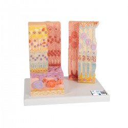 Micro-anatomie Oog - Retina