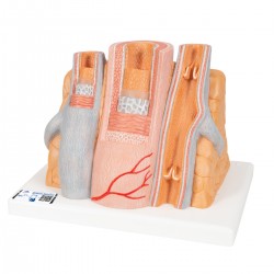 Micro anatomie slagader en ader Micro anatomie slagader en ader