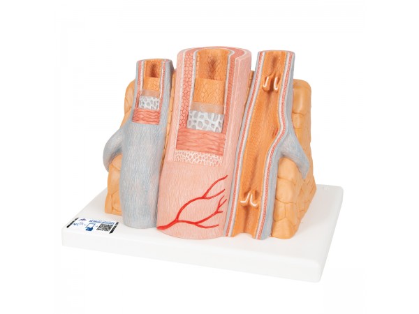 Micro anatomie slagader en ader