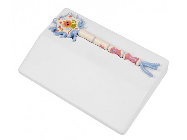 Neuron Model met Multiple Sclerose