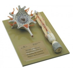 Neuron Model