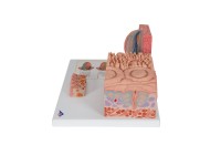 Tong micro-anatomie model