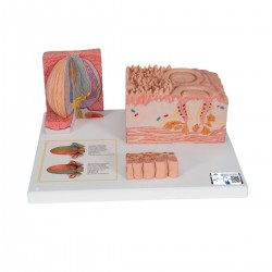 Tong micro-anatomie model