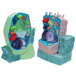 Vergelijkingsset Dierencel en Plantencel Modellen