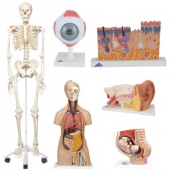Anatomische Modellen Set voor Scholen Anatomische Modellen Set voor Scholen