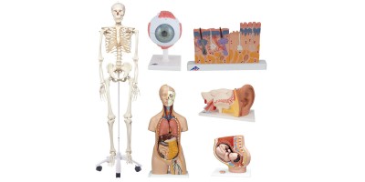 Anatomische Modellen Set voor Scholen