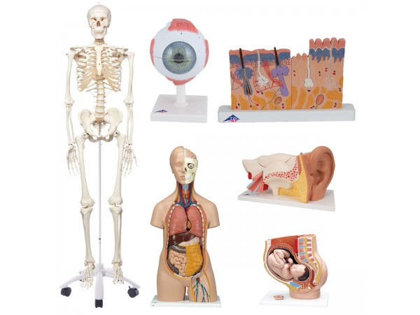 Anatomische Modellen Set voor Scholen
