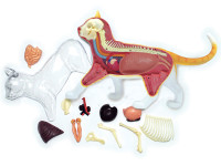 4D Vision Anatomiemodel Kat – Oranje