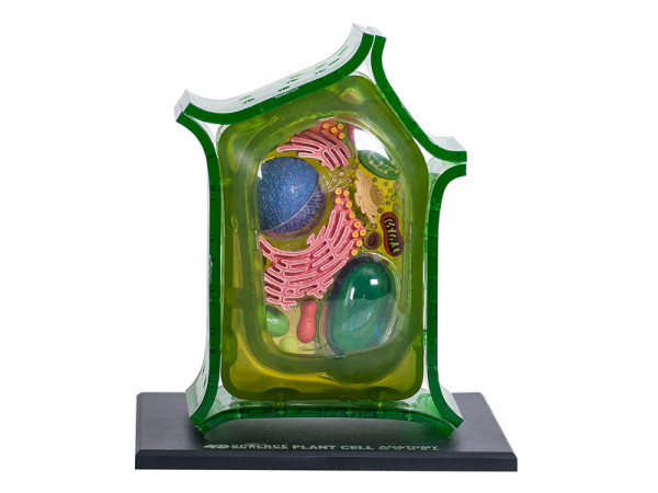 4D Science Plantencel Model