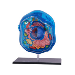 4D Science Dierencel Model