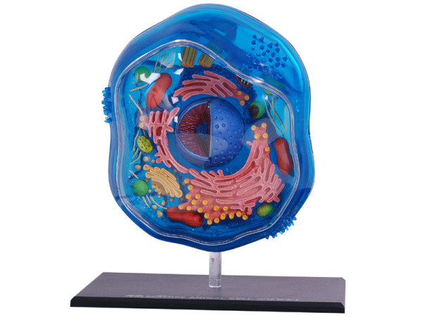 4D Science Dierencel Model