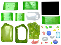 4D Science Plantencel Model