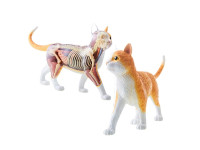 4D Vision Anatomiemodel Kat – Oranje