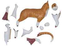 4D Vision Anatomiemodel Kat – Oranje