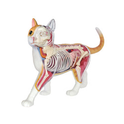 4D Vision Anatomiemodel Kat – Oranje 4D Vision Anatomiemodel Kat – Oranje