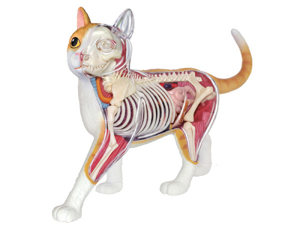 4D Vision Anatomiemodel Kat – Oranje