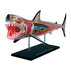 4D Vision Witte Haai