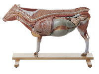 Anatomisch Model van een Koe 