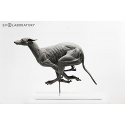 Anatomisch Model Hond Deluxe Anatomisch Model Hond Deluxe