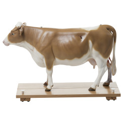 Anatomisch Model van een Koe 