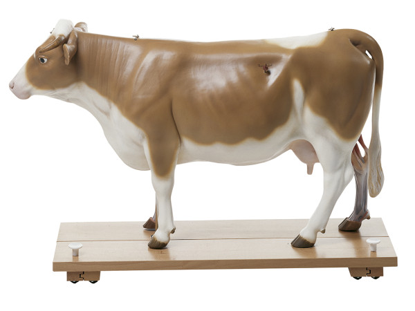 Anatomisch Model van een Koe 