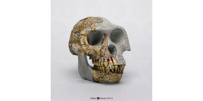 Ardipithecus ramidus Replica Schedel