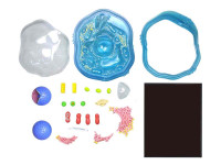 4D Science Dierencel Model