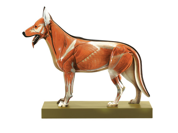 Herdershond Model