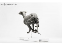 Anatomisch Model Hond Deluxe