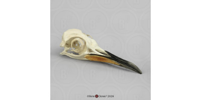 Koningspinguïn Replica Schedel