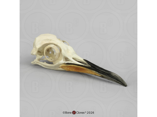 Koningspinguïn Replica Schedel