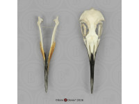 Koningspinguïn Replica Schedel