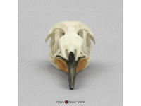 Koningspinguïn Replica Schedel