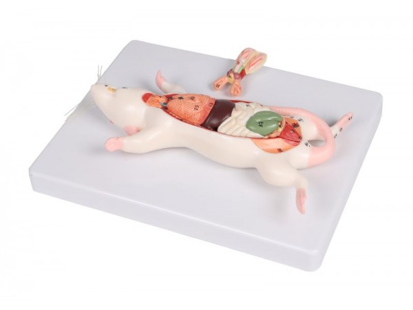 Rat Dissectie Model