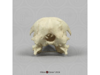 Koningspinguïn Replica Schedel