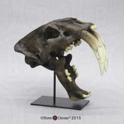 Smilodon Schedel (Deluxe Replica) – Tarpit Afwerking