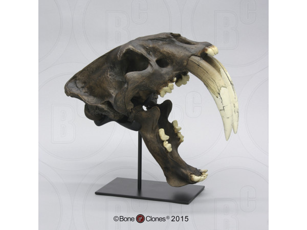 Smilodon Schedel (Deluxe Replica) – Tarpit Afwerking