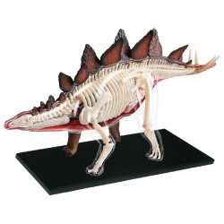 4D Stegosaurus Model 4D Stegosaurus Model