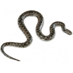 Adder Model