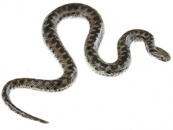 Adder Model