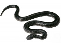 Adder Model