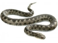 Adder Model