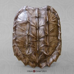Alligatorschildpad Schild